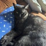 Picture of cat lost at Warmeriville