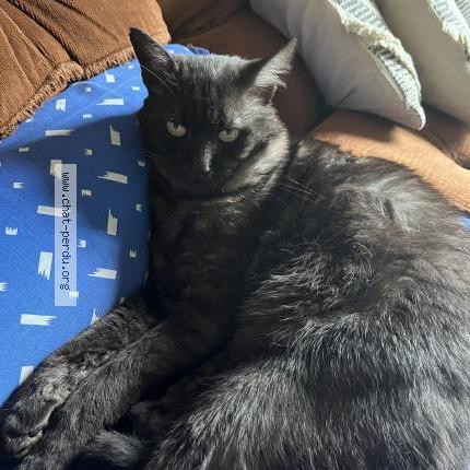 Photo 1/1 Milou Chat lost in Warmeriville