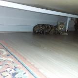 Picture of cat lost at Martizay