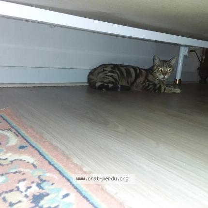 Photo 1/1 QUIQUI Chat lost in Martizay