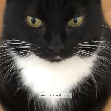 Foto van vermiste kat in Bruxelles