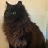 Picture of cat lost at Epagny Metz Tessy