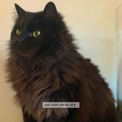 Photo 1/1 SCUGNIZ Chat lost in Epagny metz tessy