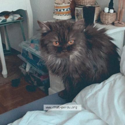 Foto 1/1 Wiedergefundene Katze Verloren in Ecuvillens
