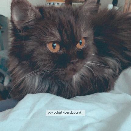 Foto einer verlorenen Katze in Ecuvillens