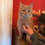 Picture of cat found at St Jerome Place Citation