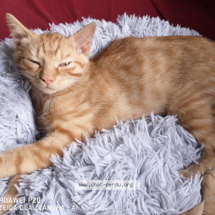 Foto van vermiste kat in Heusy