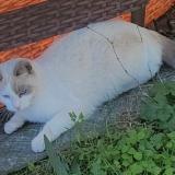 Picture of cat lost at Echirolles