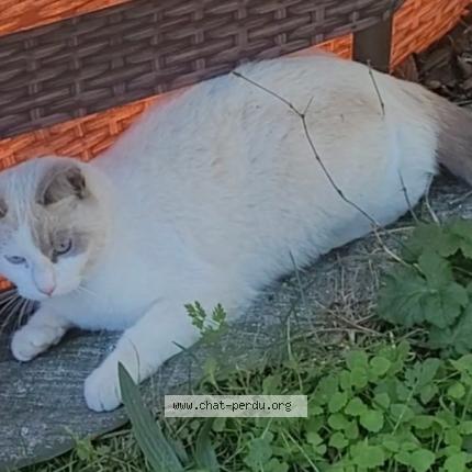 Photo 1/1 Blanche Chat lost in Echirolles