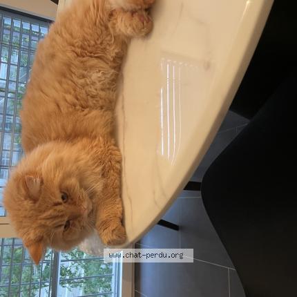Foto einer verlorenen Katze in Zurich
