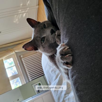Foto van vermiste kat in Woluwe St Pierre