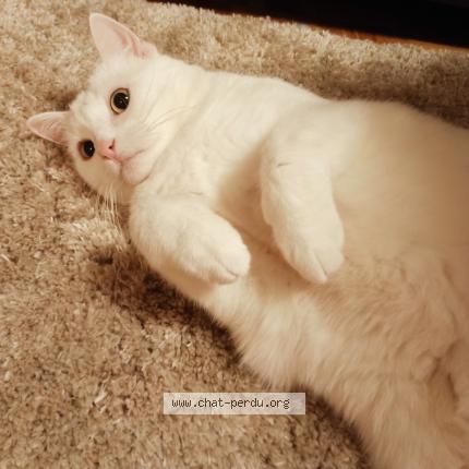 Foto einer verlorenen Katze in Bernex