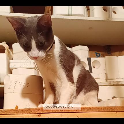 Picture of cat lost at Mitchell