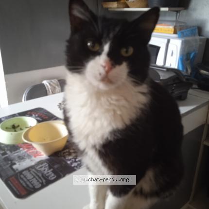 Photo 1/1 Chabi Chat lost in La colle sur loup