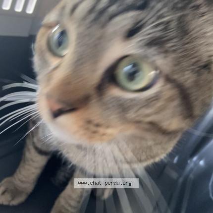 Foto 1/1 Kat teruggevonden Vermist in Verviers