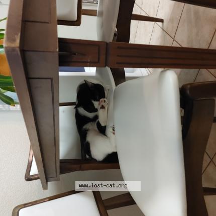 Picture of cat lost at Mesa