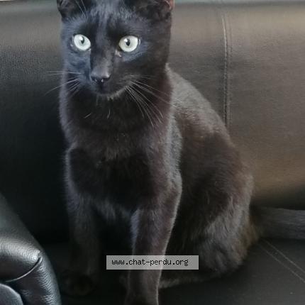 Foto 1/1 Kat teruggevonden Vermist in Mouscron