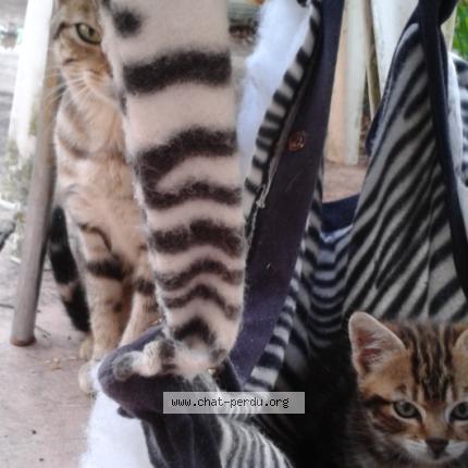 Photo 1/1 Cat reunited Lost in Gien