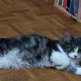 Picture of cat lost at La Roche Sur Yon