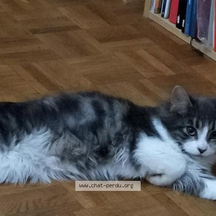 Photo 1/1 Titine Chat lost in La roche sur yon