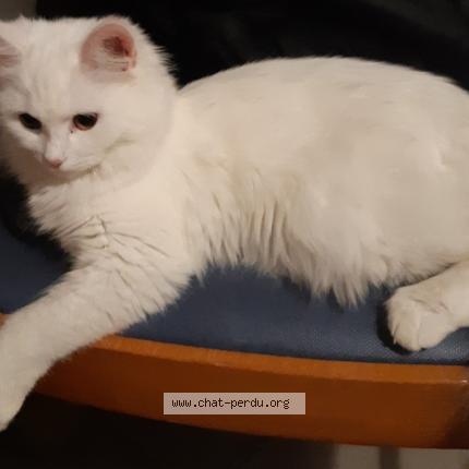Foto 1/1 Kat teruggevonden Vermist in Tournai
