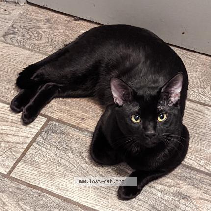 Picture of cat lost at Kc