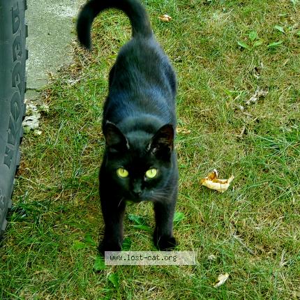 Kiki Lost Cat In Watervliet Lost Cat United States
