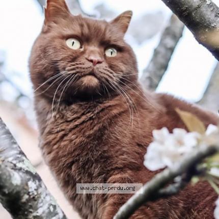 Photo 1/3 Ernest Chat lost in Cugnaux