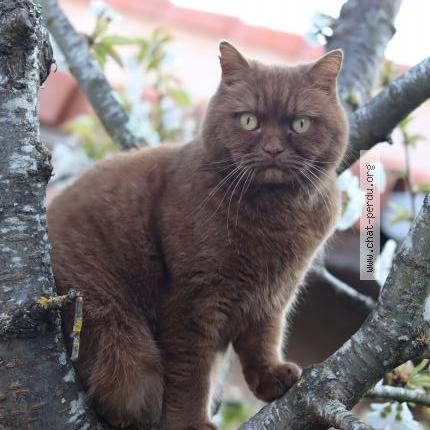 Photo 2/3 Ernest Chat lost in Cugnaux