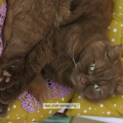 Photo 3/3 Ernest Chat lost in Cugnaux