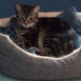 Picture of cat lost at Nevers