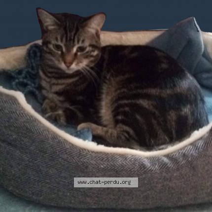 Photo 1/2 Néva Chat lost in Nevers