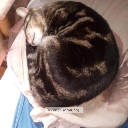 Photo 2/2 N&eacute;va Chat lost in Nevers