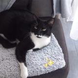 Picture of cat lost at Epaignes