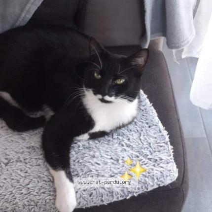 Photo 1/1 Ruby Chat lost in Epaignes