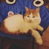 Picture of cat lost at Mormoiron