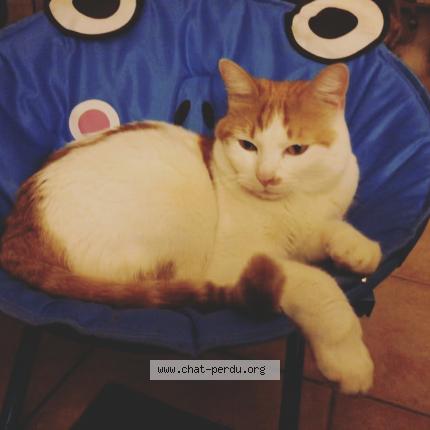 Photo 1/1 Owen Chat lost in Mormoiron