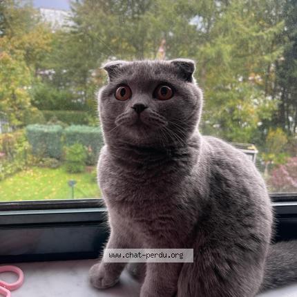 Foto 1/1 Kat teruggevonden Vermist in 57 Anderlecht