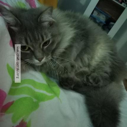 Foto 1/3 Kat teruggevonden Gevonden in Rhode Saint Genese