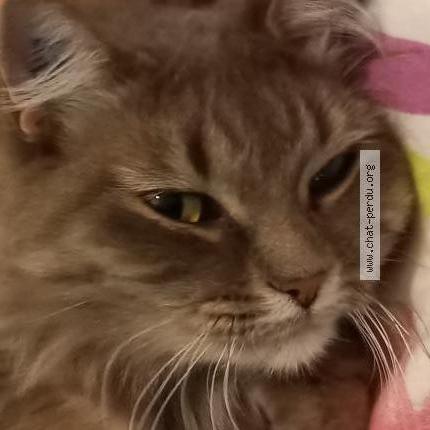 Foto 2/3 Kat teruggevonden Gevonden in Rhode Saint Genese