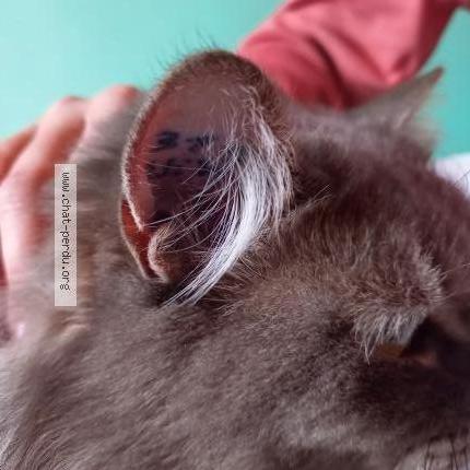 Foto 3/3 Kat teruggevonden Gevonden in Rhode Saint Genese