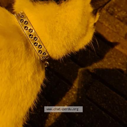 Foto 1/1 Kat teruggevonden Gevonden in Ruisbroek