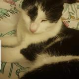 Picture of cat lost at Besancon