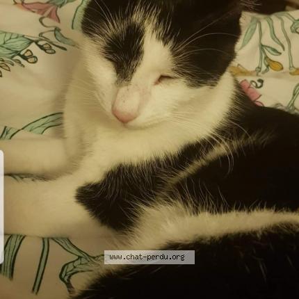 Photo 1/1 BAGHERA Chat lost in Besancon