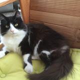 Picture of cat lost at Saint Brieuc