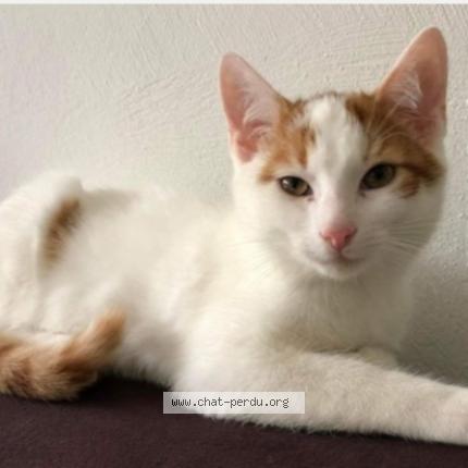 Foto 1/1 Kat teruggevonden Vermist in Charneux