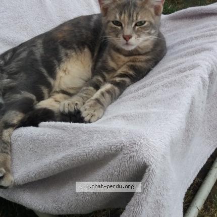 Photo 1/4 Poppy Chat lost in Douchy les mines