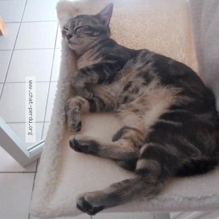 Photo 2/4 Poppy Chat lost in Douchy les mines