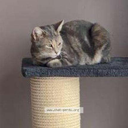 Photo 3/4 Poppy Chat lost in Douchy les mines