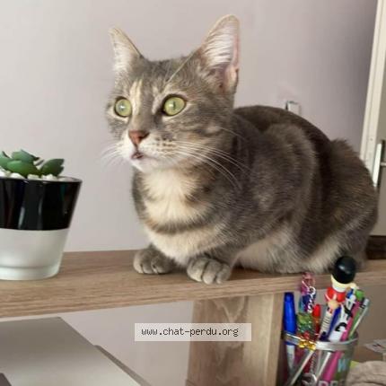 Photo 4/4 Poppy Chat lost in Douchy les mines